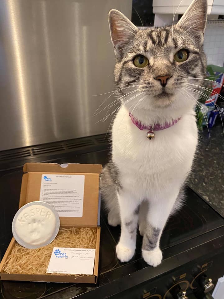 Cat called Kasper sat with his finished paw print in the box