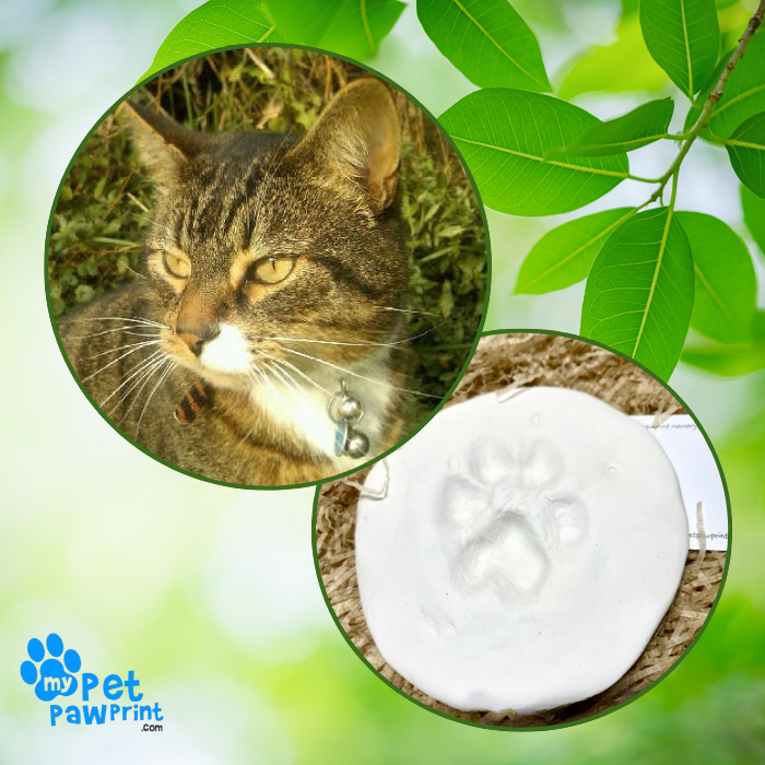 Photo of a tabby cat with asmall paw print