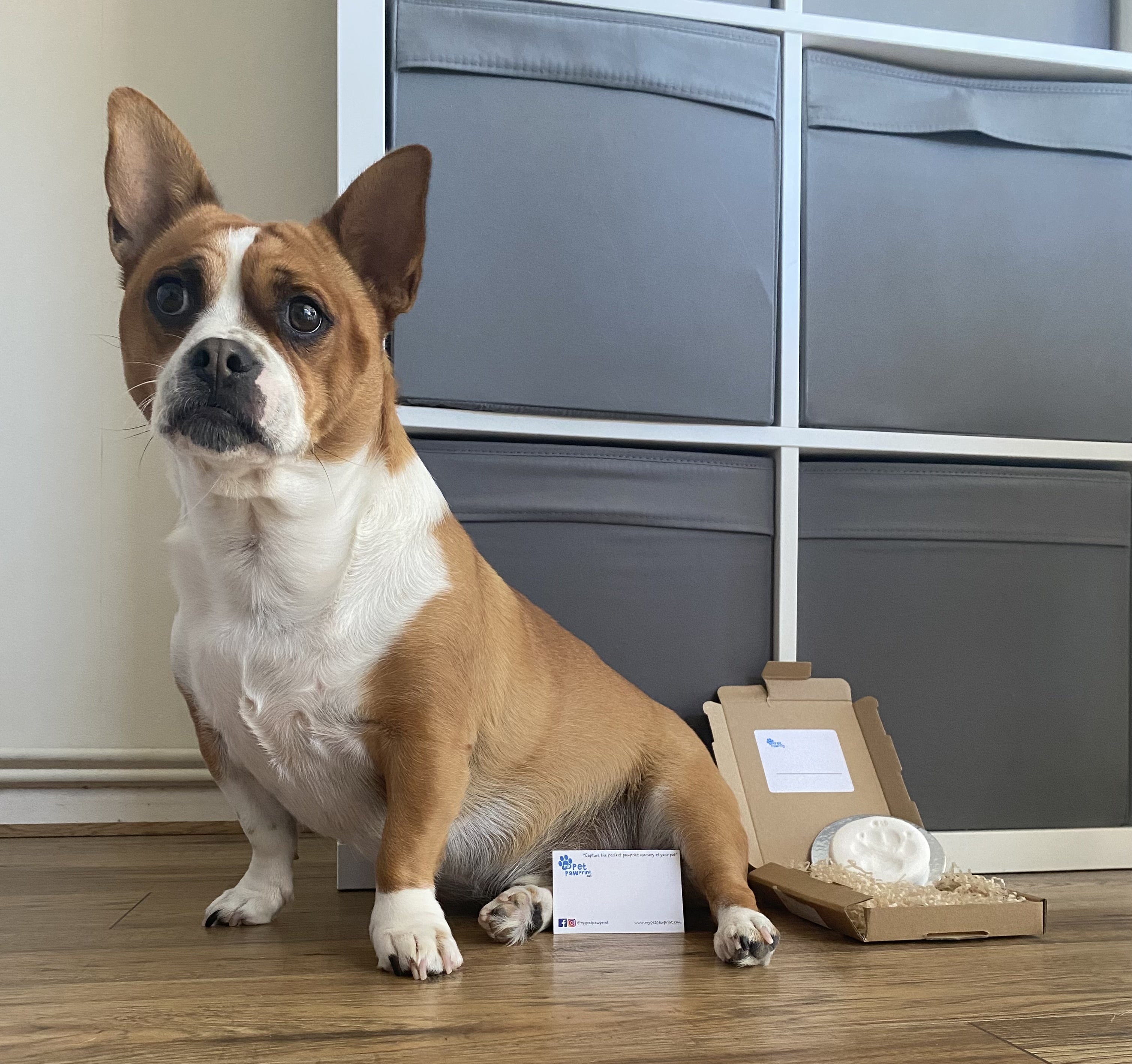 Crossbreed small tan and white dog, sat with his paw print in the box next to him