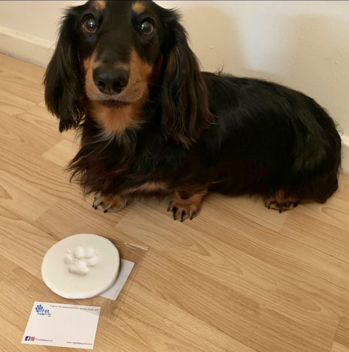 Long haired dachshund sat with their finished paw print in front of them