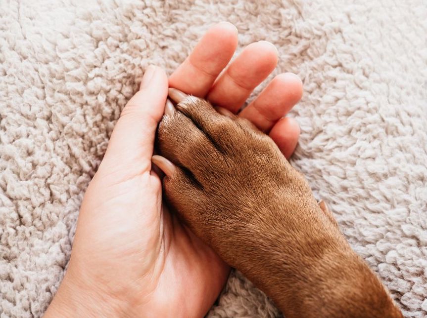 Human hand holding a dogs paw