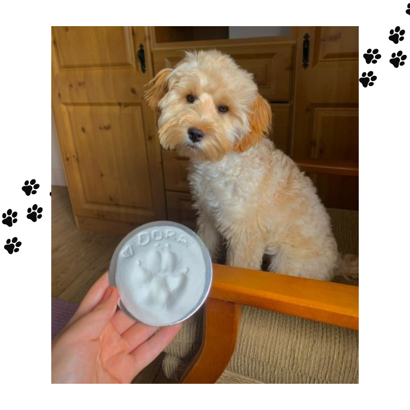 Dora the dog with her finished paw print