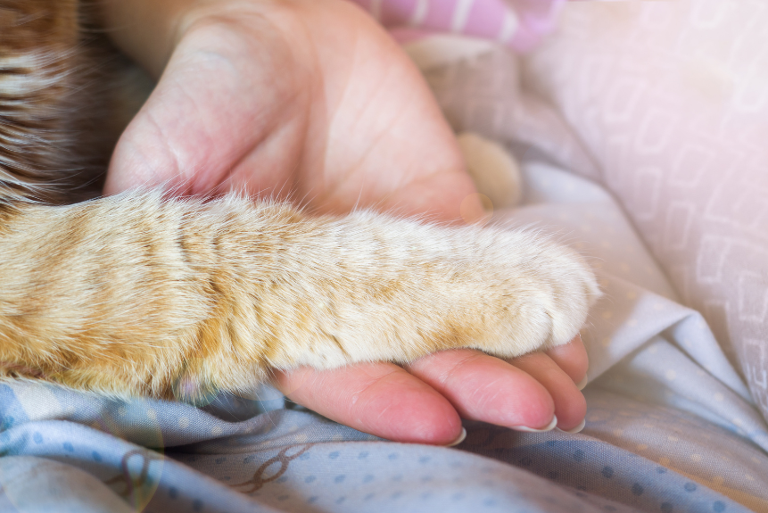 Human hand holding a cats' paw