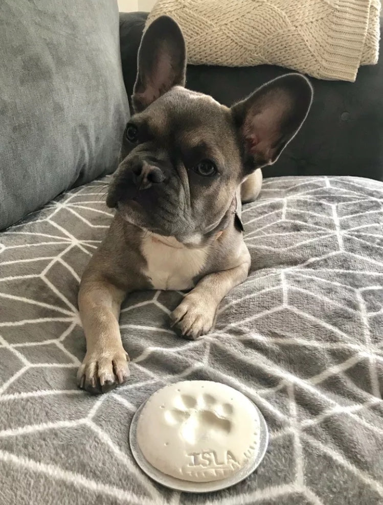 French bulldog called Isla laid on a fleece blanket with her finished paw print in front of her with her name on it