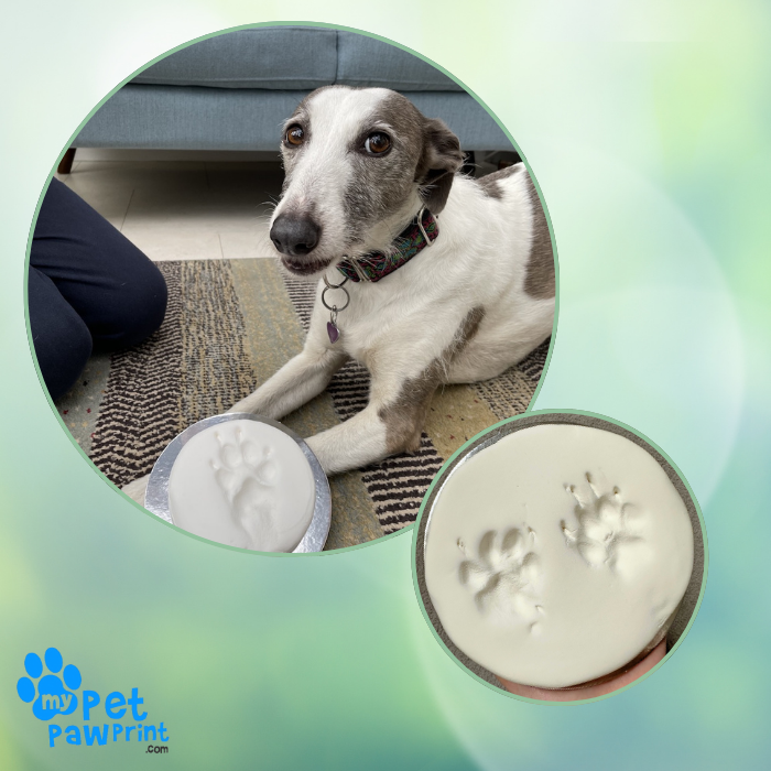 Lurcher dog laid down with her finished paw print. Second photo of a finished print with two impression on one piece of clay