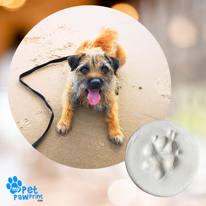 Border terrier dog laid on the beach and a photo of a finished paw print