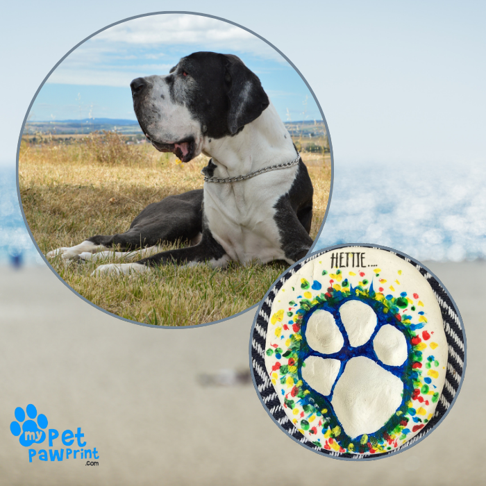 Great dane laid in the countryside. Second photo of a finished paw print that has been painted with splashes of colour.