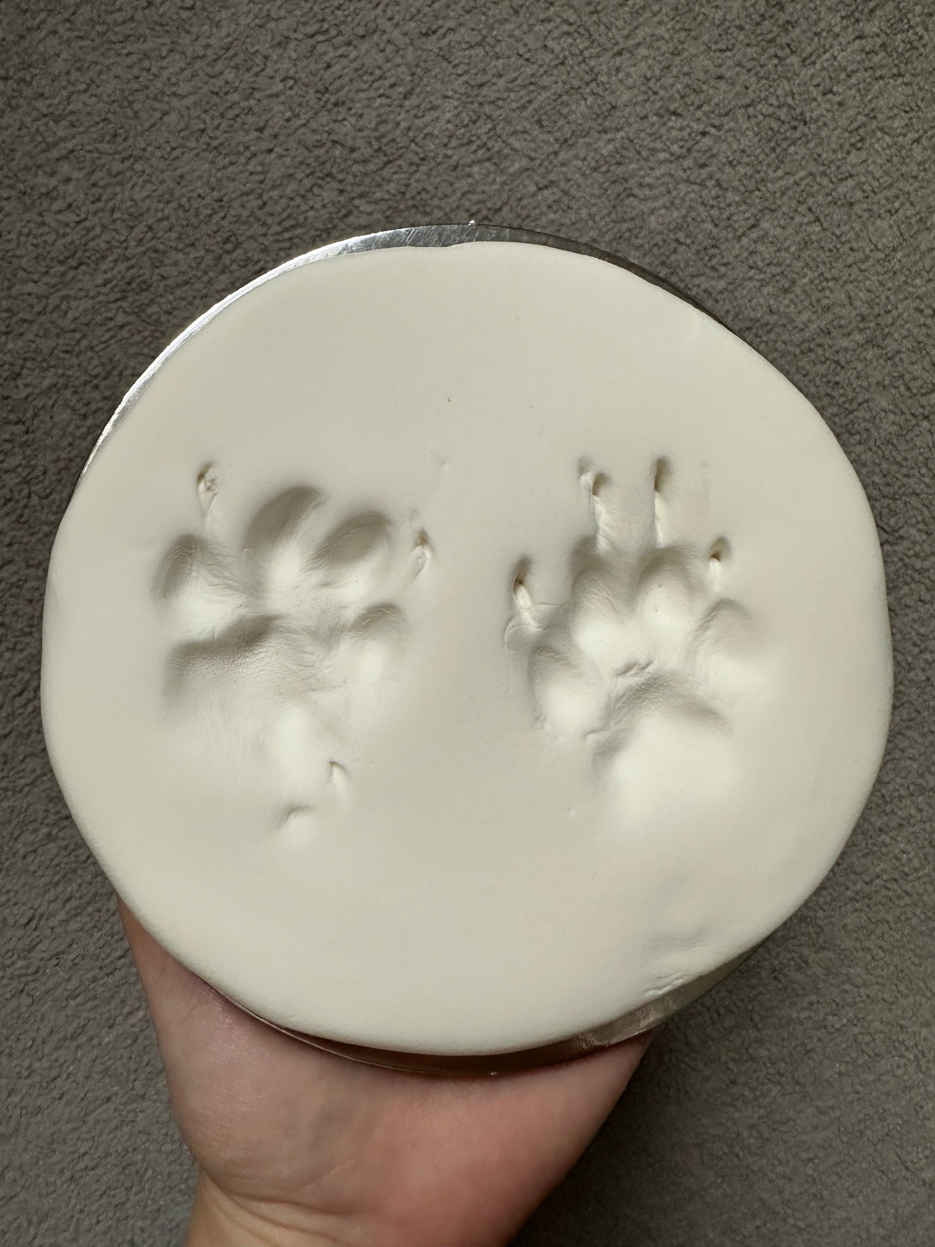 Two paw prints on one piece of putty, held in a persons hand